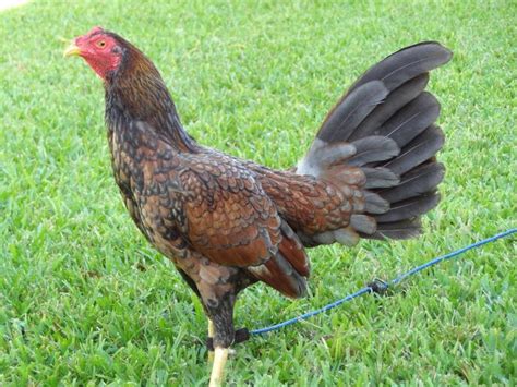 2K likes, 11 comments, 18 shares, Facebook Reels from Philippine Roosters HennieBinabae reelsfb reels breeding farming rooster breeder gamefowlbreeder farm gamefowlfarm. . Hennie gamefowl